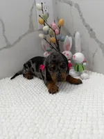 Dachsh female, a female Dachshund for sale in Marietta, GA – Photo 4 of 5