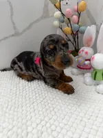 Dachsh female, a female Dachshund for sale in Marietta, GA – Photo 1 of 5