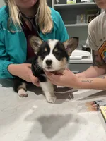 Vince, a male Pembroke Welsh Corgi for sale in Benton, AR – 8 of 8