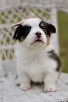Bella, a female Pembroke Welsh Corgi for sale in Benton, AR – 5 of 10