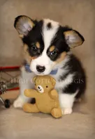 Vince, a male Pembroke Welsh Corgi for sale in Benton, AR – 7 of 8