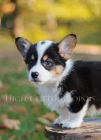 Vince, a male Pembroke Welsh Corgi for sale in Benton, AR – 3 of 8
