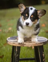 Vince, a male Pembroke Welsh Corgi for sale in Benton, AR – 4 of 8