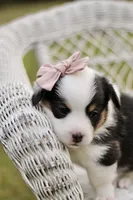 Bella, a female Pembroke Welsh Corgi for sale in Benton, AR – 9 of 10