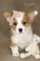 Maggie, a female Pembroke Welsh Corgi for sale in Benton, AR – 4 of 10