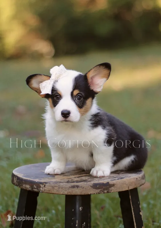 Bella – Pembroke Welsh Corgi puppy for sale in Benton, AR