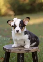 Bella, a female Pembroke Welsh Corgi for sale in Benton, AR – 1 of 10