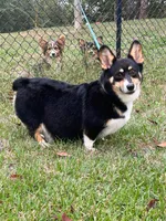 AKC Fig, a male Pembroke Welsh Corgi for sale in Benton, AR – Photo 9 of 10