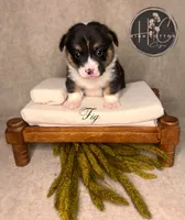 AKC Fig, a male Pembroke Welsh Corgi for sale in Benton, AR – Photo 6 of 10