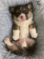 AKC Fig, a male Pembroke Welsh Corgi for sale in Benton, AR – Photo 7 of 10