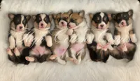 AKC Fig, a male Pembroke Welsh Corgi for sale in Benton, AR – Photo 8 of 10