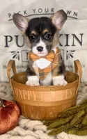 AKC Fig, a male Pembroke Welsh Corgi for sale in Benton, AR – Photo 2 of 10