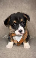 AKC Fig, a male Pembroke Welsh Corgi for sale in Benton, AR – Photo 3 of 10