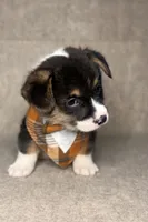 AKC Fig, a male Pembroke Welsh Corgi for sale in Benton, AR – Photo 4 of 10