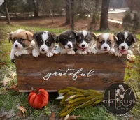 AKC Fig, a male Pembroke Welsh Corgi for sale in Benton, AR – Photo 5 of 10