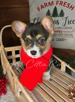 AKC Fig, a male Pembroke Welsh Corgi for sale in Benton, AR – Photo 1 of 10