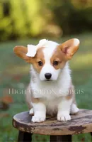 Maggie, a female Pembroke Welsh Corgi for sale in Benton, AR – 2 of 10