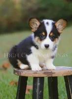 Vince, a male Pembroke Welsh Corgi for sale in Benton, AR – 1 of 8
