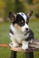 Vince, a male Pembroke Welsh Corgi for sale in Benton, AR – 5 of 8