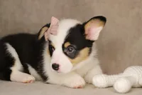 Bella, a female Pembroke Welsh Corgi for sale in Benton, AR – 10 of 10