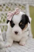 Bella, a female Pembroke Welsh Corgi for sale in Benton, AR – 4 of 10
