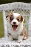 Maggie, a female Pembroke Welsh Corgi for sale in Benton, AR – 10 of 10