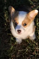 Maggie, a female Pembroke Welsh Corgi for sale in Benton, AR – 9 of 10