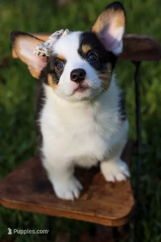 Bella – Pembroke Welsh Corgi puppy for sale in Benton, AR