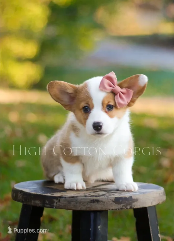 Maggie – Pembroke Welsh Corgi puppy for sale in Benton, AR