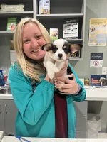 Bella, a female Pembroke Welsh Corgi for sale in Benton, AR – 6 of 10