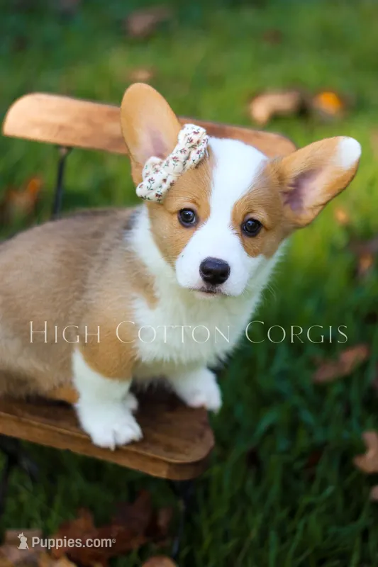 Maggie – Pembroke Welsh Corgi puppy for sale in Benton, AR