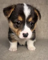 AKC Hawthorn, a male Pembroke Welsh Corgi for sale in Benton, AR – Photo 3 of 10