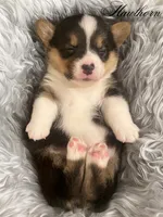 AKC Hawthorn, a male Pembroke Welsh Corgi for sale in Benton, AR – Photo 6 of 10
