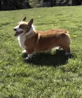AKC Hawthorn, a male Pembroke Welsh Corgi for sale in Benton, AR – Photo 9 of 10
