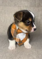 AKC Hawthorn, a male Pembroke Welsh Corgi for sale in Benton, AR – Photo 2 of 10