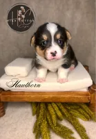 AKC Hawthorn, a male Pembroke Welsh Corgi for sale in Benton, AR – Photo 5 of 10