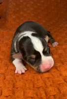 AKC Hawthorn, a male Pembroke Welsh Corgi for sale in Benton, AR – Photo 7 of 10