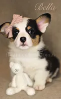 Bella, a female Pembroke Welsh Corgi for sale in Benton, AR – 2 of 10