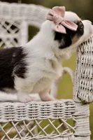 Bella, a female Pembroke Welsh Corgi for sale in Benton, AR – 8 of 10