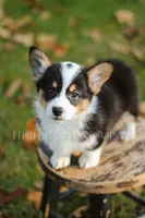 Vince, a male Pembroke Welsh Corgi for sale in Benton, AR – 2 of 8