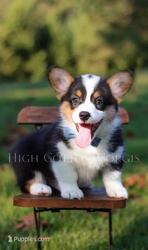 Vince – Pembroke Welsh Corgi puppy for sale in Benton, AR