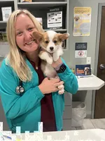 Maggie, a female Pembroke Welsh Corgi for sale in Benton, AR – 5 of 10
