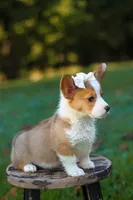 Maggie, a female Pembroke Welsh Corgi for sale in Benton, AR – 8 of 10
