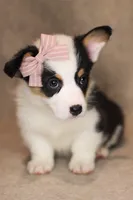 Bella, a female Pembroke Welsh Corgi for sale in Benton, AR – 3 of 10