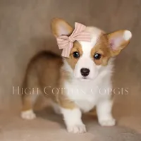 Maggie, a female Pembroke Welsh Corgi for sale in Benton, AR – 3 of 10