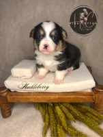 AKC Huckleberry, a male Pembroke Welsh Corgi for sale in Benton, AR – Photo 7 of 10