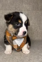 AKC Huckleberry, a male Pembroke Welsh Corgi for sale in Benton, AR – Photo 3 of 10