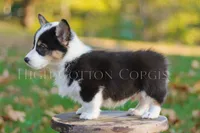 Vince, a male Pembroke Welsh Corgi for sale in Benton, AR – 6 of 8