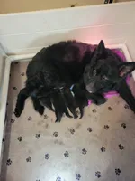Pink, a female German Shepherd Dog for sale in Topeka, KS – 4 of 4
