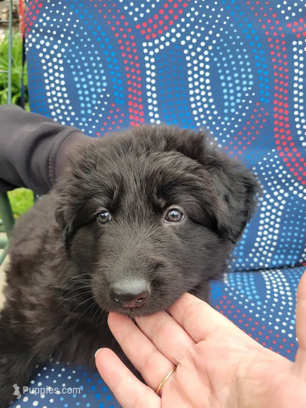 Yellow – German Shepherd Dog puppy for sale in Topeka, KS